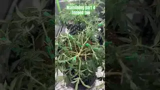 Mainlining + Topping part 5 #weed #dope #420 #shorts #fyp #reels #video #grow