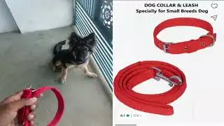Unboxing Dog Chain Collar Belt With Ankelet bell | dog belt | dog color belt with bells |dog chains