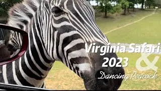 Virginia Safari Park Quick Tour | Drive-thru Virginia safari tour