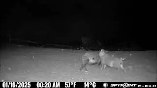 Boar and Sow trying to reproduce the species