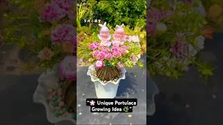 &ldquo;Unique Portulaca Plant Decoration | Hanging Style Flower Pot 🌸🌿&rdquo; #shorts #garden #ourplants