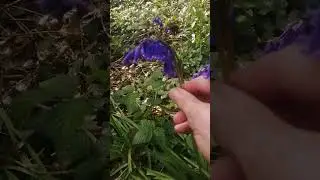 The British Bluebell #botany