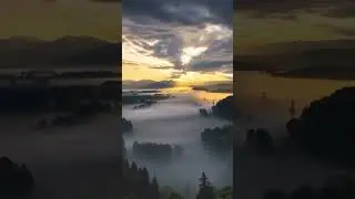 Gentle Sunlight & Forest Fogscape