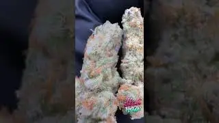 Modified Grapes Craft Batch Living Soil THCa Hemp Flower