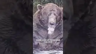 Meet the Chonky New Fat Bear Champ!