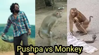 Pushpa vs Monkey pushpa movie hindi dubbed  kawsar k fect fushpa . Anjali o Anjali Allu Arjun