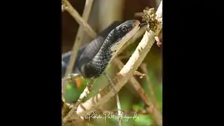 🐍🐍Eastern Black Rat Snake 😲#smokymountains #snake #ratsnake #qwmdp #usa #shortvideo #snakevideo