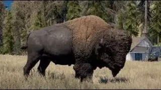 Far Cry 5 Achievement guide Ignoble Beasts