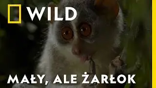 Wygląda słodko i niewinnie, ale to SERYJNY ZAB*JCA | Śmierć przychodzi po zmroku