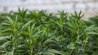 CannaCraft Harvest
