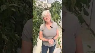 Revamping my greenhouse like a boss with fresh cucumber plants!