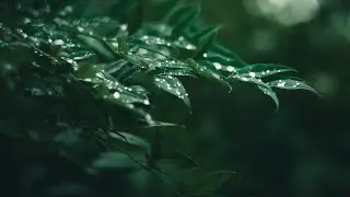 Rain Sounds for Deep Sleep | Calm Night Rain