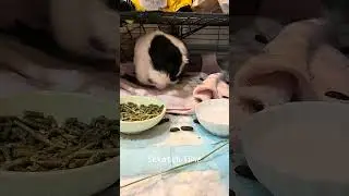 Scratch Time  | Day 23