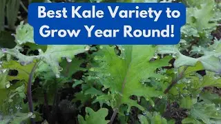 Best Kale Variety to Grow Year Round!