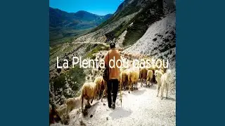 La Plenta dou pastou