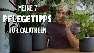 Die 7 BESTEN Pflegetipps f&uuml;r deine Calathea / Goeppertia 🪴