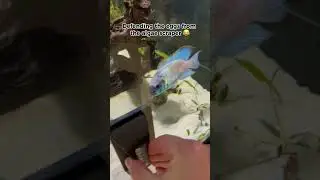 Electric Blue Acara Defending His Eggs 🥚 (Update)
