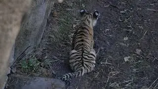 Amur tiger cubs explore outdoors