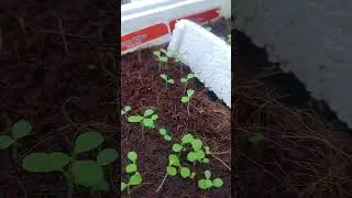 Six Days After Sowing My First Set of Seeds  #happygrowing #hydroponicsfarming #hydroponics  #garden