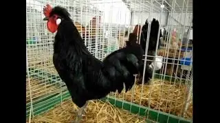 La Caumont, Exposition Europ&eacute;enne d'Aviculture Metz 2015, french Chicken Breed