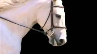 Mikmar D Ring Snaffle with Loops