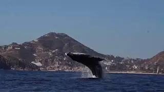 Whale Watching Season 2019-20