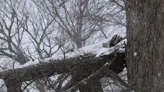 Geese and blackbirds