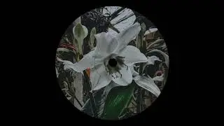 Bajazo - Time To Grow