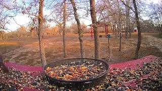 Female Cardinal Explores Feeder