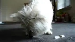 Ice cigar