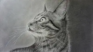 How to Draw a Realistic Cat with Pencil Step by Step