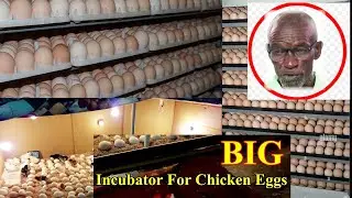 The Incubating Process Step - Step [ Eggs To Chick Hatching] With Dr.Isa Luigare