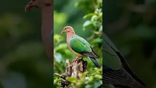 suara punai
