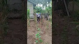 Semprotan kutu daun cabai yang meragukan