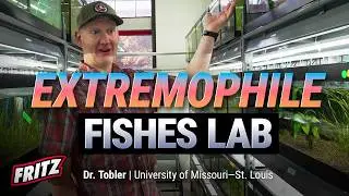 AMAZING Livebearers from Toxic Waters