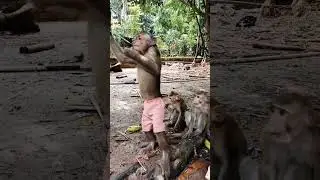 Can Monkeys Share Their Food Without Fighting? #monkeychallenge #monkey #monkeydluffy #monkeymonkey