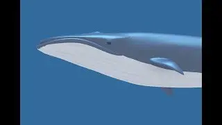 【Blender】Animated Whale 3D Model