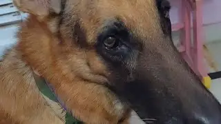 German shepherd dog ki activities#germanshepheard #dog #dogs #pets #video @payalmalikvlogs7 