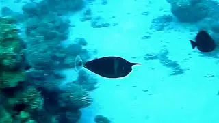 Spotted unicornfish (Naso brevirostris), Короткорылая рыба-носорог