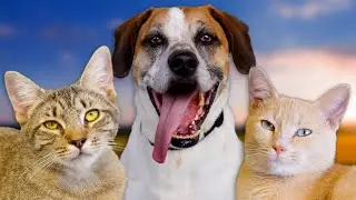 Morgan and the Orange Kitties! - Pets of the Week