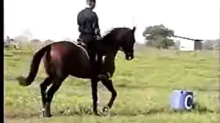 Akhal Teke stallion Arbalet basic Dressage training for eventing