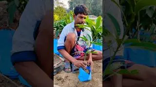 How to Transplant Grafted Mango Seedlings into Grow Bags #shorts