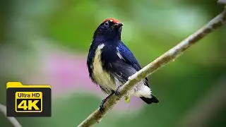 SCARLET-BACKED FLOWERPECKER | BIRDS OF BORNEO | YCLEE PHOTOGRAPHY