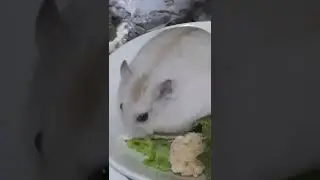 Food-eating broadcasts