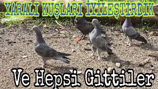 Yaralı Kuşları İyileştirdik ve Hepsi Gitti