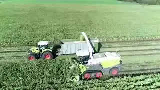 CLAAS Majs demo 3.  oktober 2018