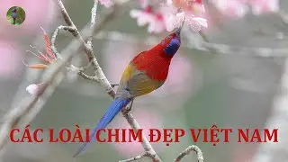 Thi&ecirc;n nhi&ecirc;n hoang d&atilde; | C&aacute;c lo&agrave;i chim đẹp ở Việt Nam