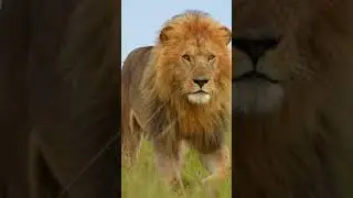 lion attacking or chasing you in dream meaning #shorts #short  #lion #dreammeaning  #lionindream