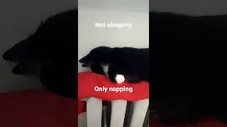 Cat napping