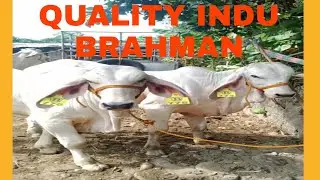 QUALITY INDU BRAHMAN